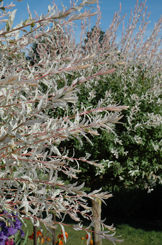 Tricolor Willow (tree form) (Salix integra 'Hakuro Nishiki (tree form)') at Sargent's Gardens