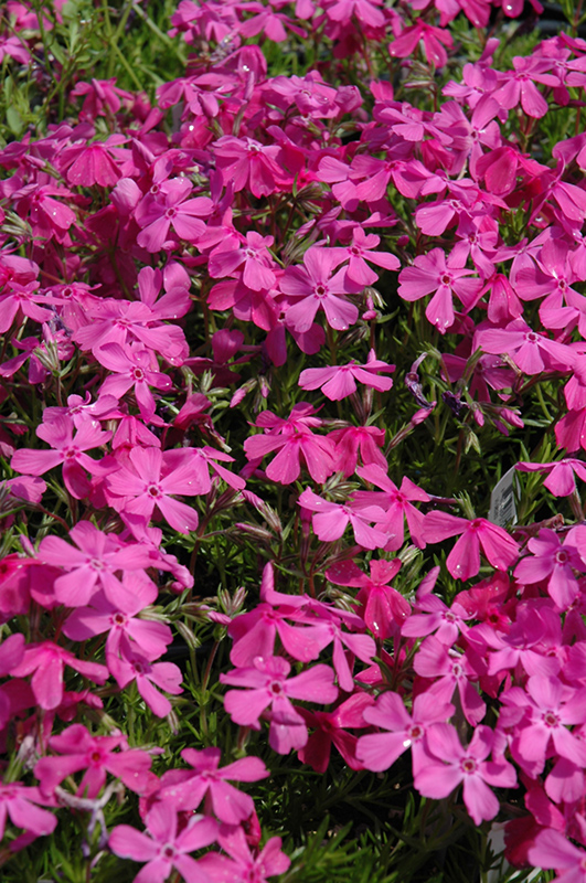 Drummond's Pink Moss Phlox (Phlox subulata 'Drummond's Pink') at Sargent's Gardens
