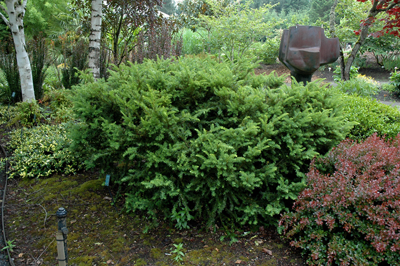 Taunton's Yew (Taxus x media 'Tauntonii') at Sargent's Gardens