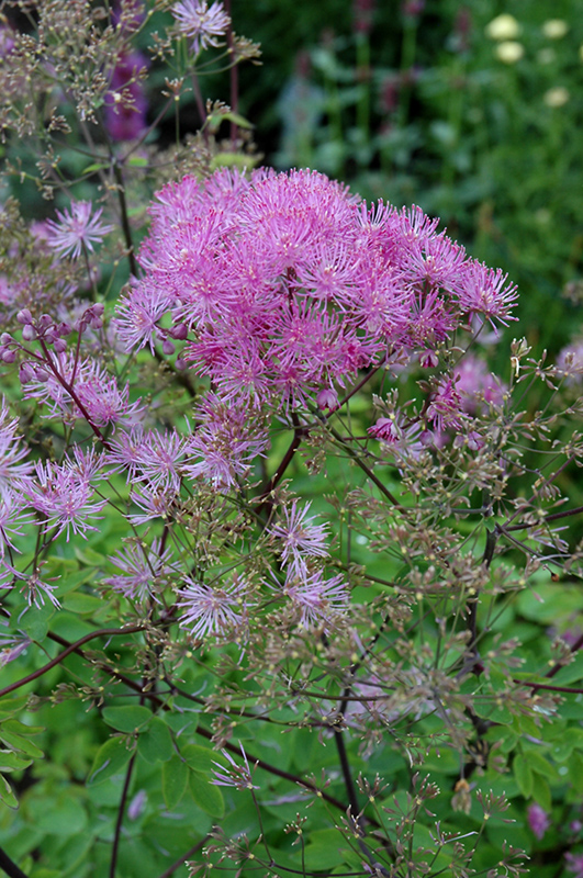 Black Stockings Meadow Rue (Thalictrum 'Black Stockings') at Sargent's Gardens