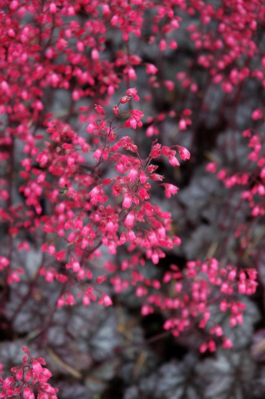 Glitter Coral Bells (Heuchera 'Glitter') at Sargent's Gardens