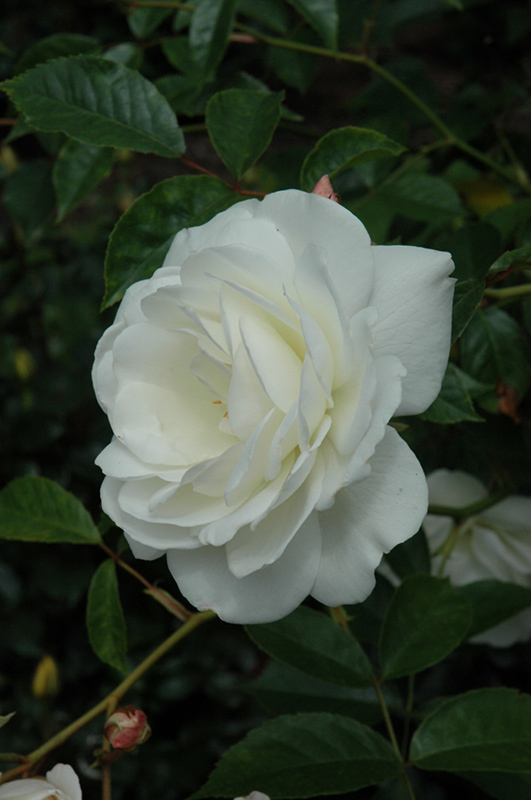White Licorice Rose (Rosa 'White Licorice') at Sargent's Gardens