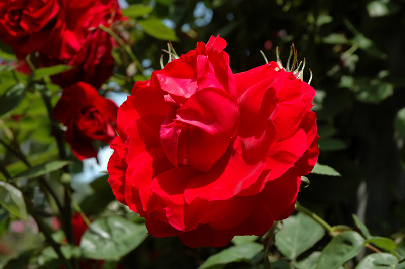Ramblin' Red Rose (Rosa 'Ramblin' Red') at Sargent's Gardens
