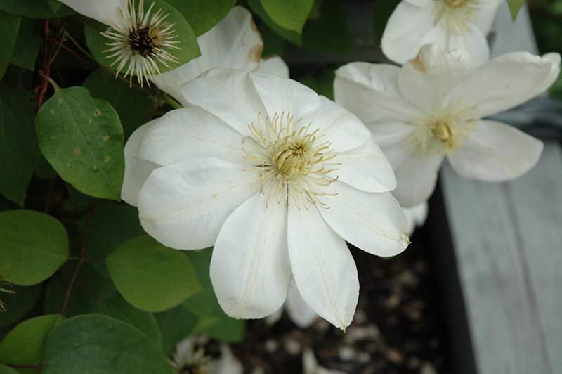 Guernsey Cream Clematis (Clematis 'Guernsey Cream') at Sargent's Gardens