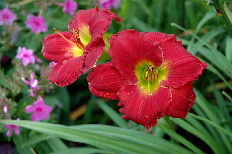 Happy Ever Appster Red Hot Returns Daylily (Hemerocallis 'Red Hot Returns') at Sargent's Gardens