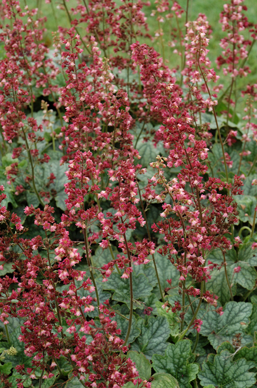 Berry Timeless Coral Bells (Heuchera 'Berry Timeless') at Sargent's Gardens