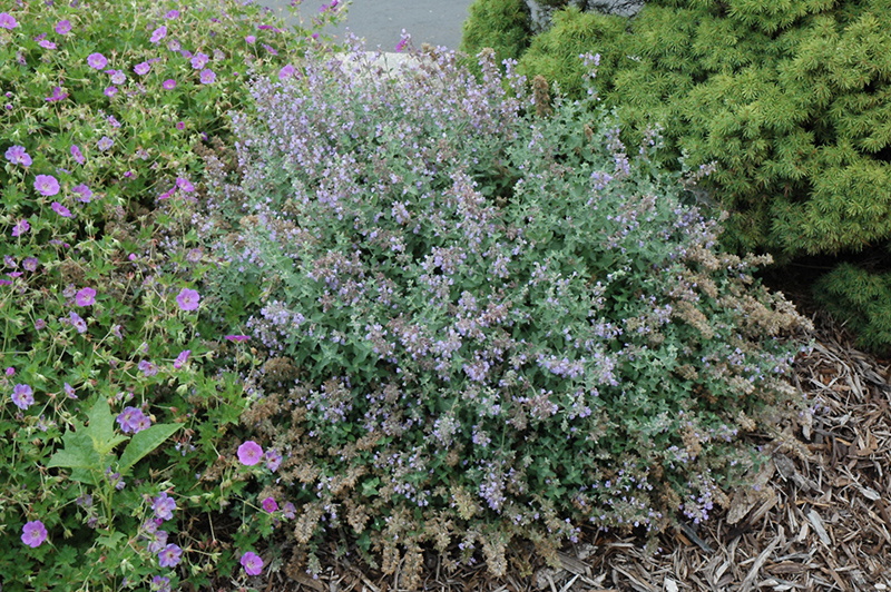 Cat's Meow Catmint (Nepeta x faassenii 'Cat's Meow') at Sargent's Gardens