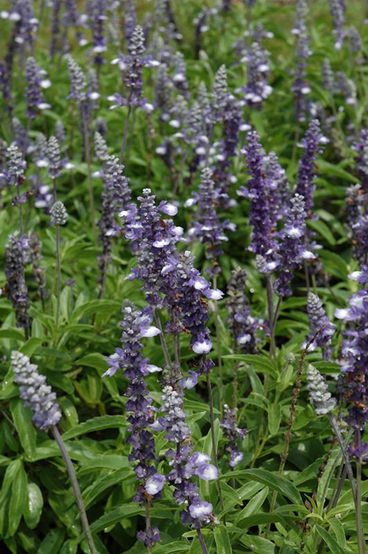 Blue Frost Salvia (Salvia farinacea 'Blue Frost') at Sargent's Gardens