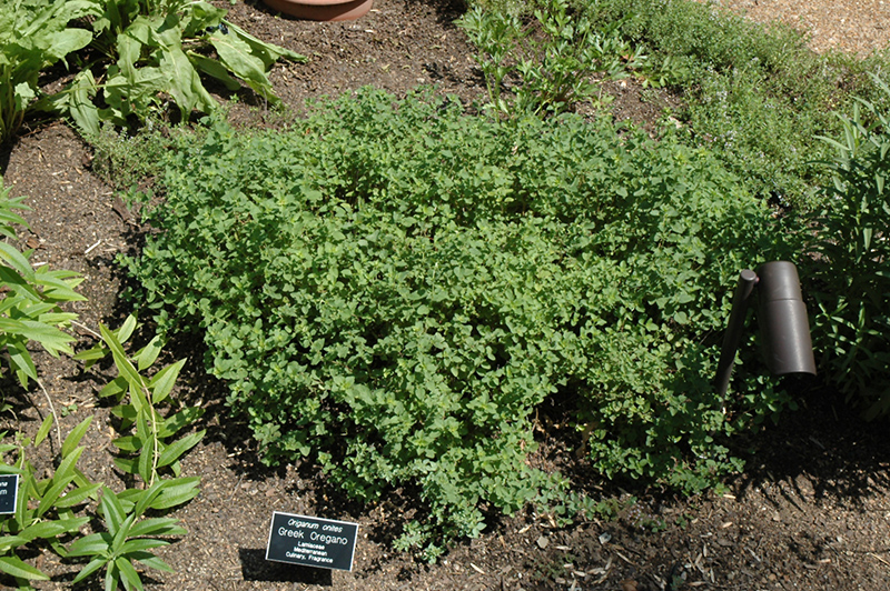 Greek Oregano (Origanum onites) at Sargent's Gardens