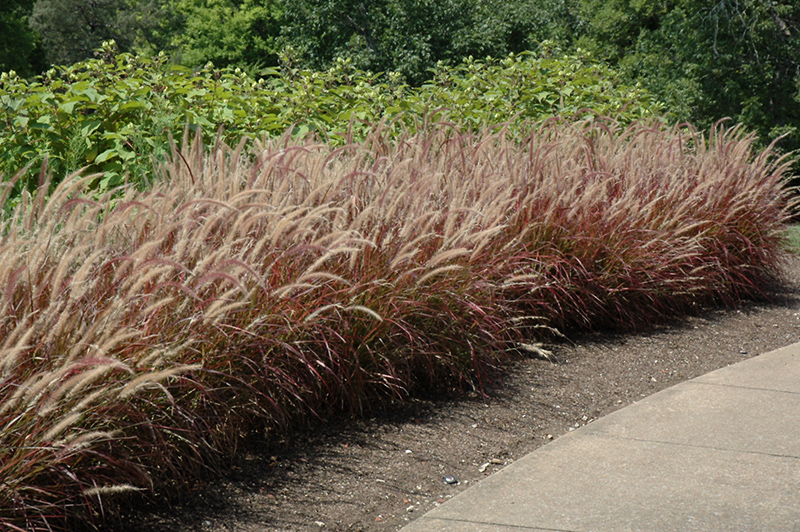 Purple Fountain Grass (Pennisetum setaceum 'Rubrum') at Sargent's Gardens