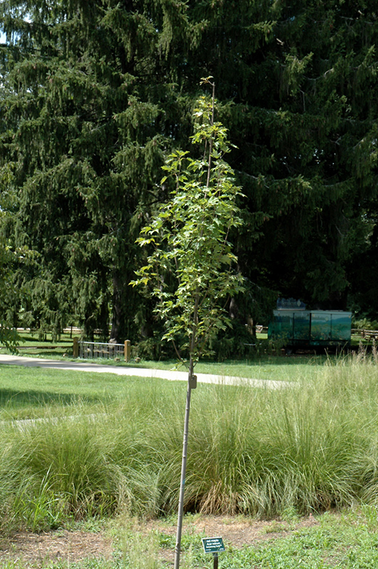 Armstrong Gold Red Maple (Acer rubrum 'JFS-KW78') at Sargent's Gardens