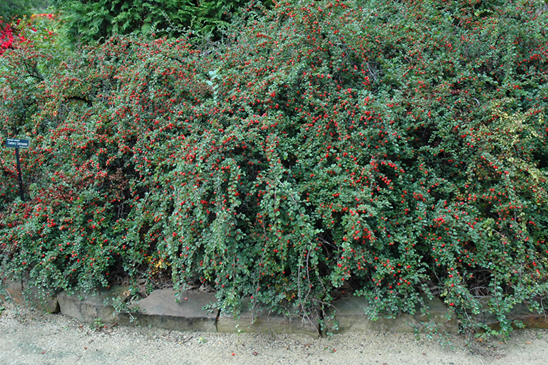 Cranberry Cotoneaster (Cotoneaster apiculatus) at Sargent's Gardens