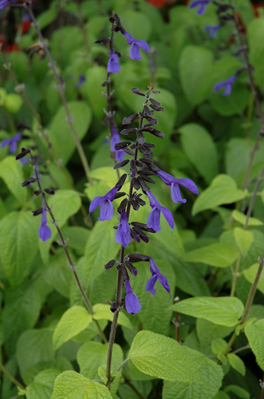Black And Bloom Sage (Salvia guaranitica 'Black And Bloom') at Sargent's Gardens