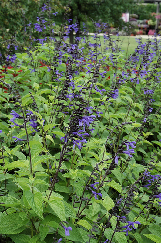 Black And Bloom Sage (Salvia guaranitica 'Black And Bloom') at Sargent's Gardens
