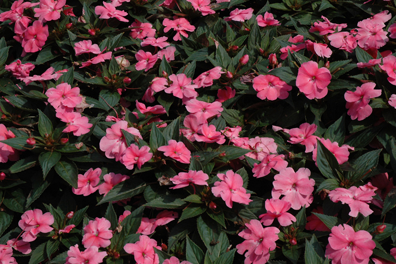 SunPatiens Compact Pink New Guinea Impatiens (Impatiens 'SunPatiens Compact Pink') at Sargent's Gardens