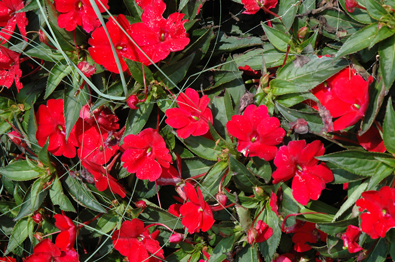 SunPatiens Compact Red New Guinea Impatiens (Impatiens 'SunPatiens Compact Red') at Sargent's Gardens
