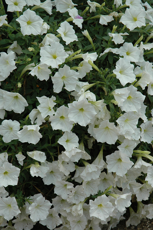 Supertunia White Petunia (Petunia 'Supertunia White') at Sargent's Gardens