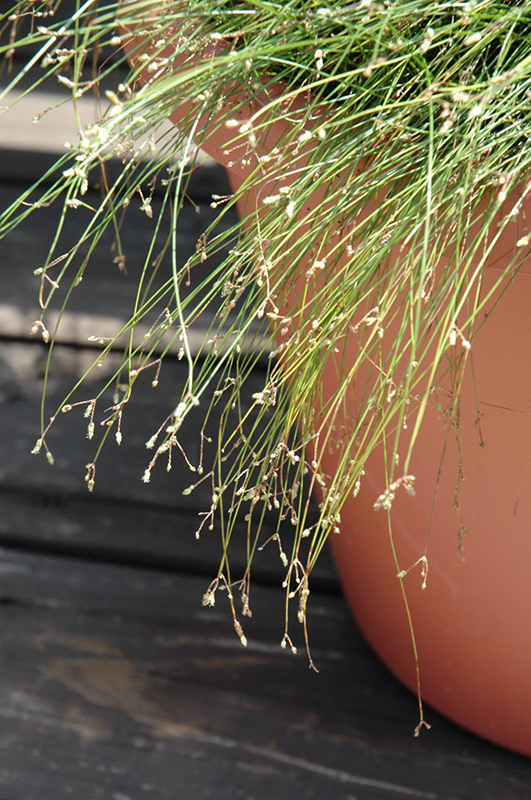 Live Wire Fiber Optic Grass (Isolepis cernua 'Live Wire') at Sargent's Gardens