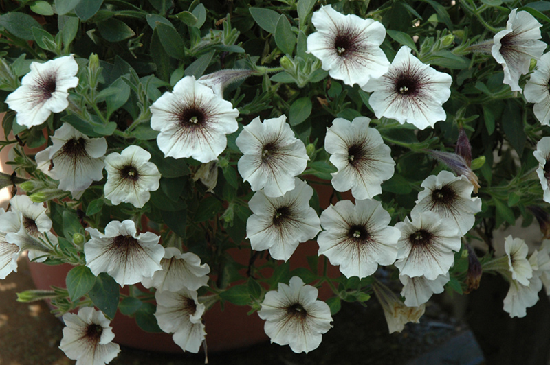 Supertunia Latte Petunia (Petunia 'Supertunia Latte') at Sargent's Gardens