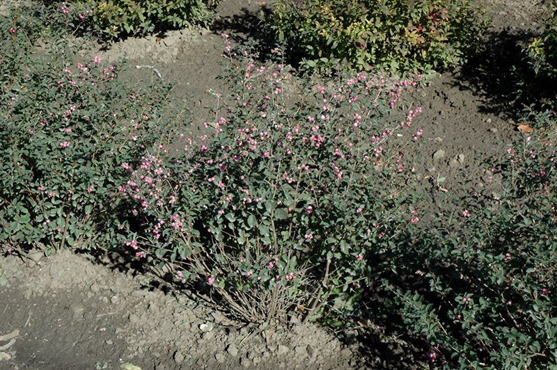 Candy Coralberry (Symphoricarpos x doorenbosii 'Kolmcan') at Sargent's Gardens