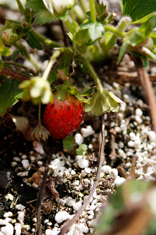 Berried Treasure White Strawberry (Fragaria ananassa 'Berried Treasure White') at Sargent's Gardens