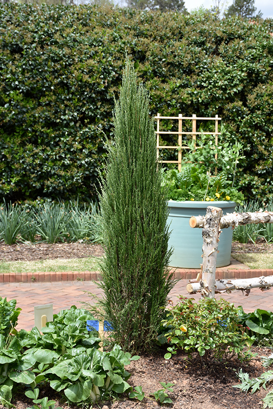 Blue Arrow Juniper (Juniperus scopulorum 'Blue Arrow') at Sargent's Gardens