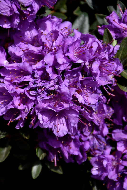Purple Gem Rhododendron (Rhododendron 'Purple Gem') at Sargent's Gardens