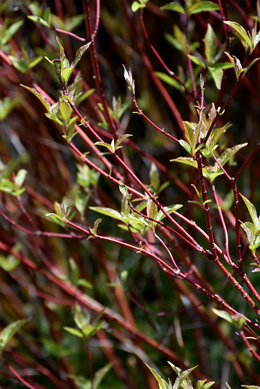 Bailey's Red Twig Dogwood (Cornus sericea 'Baileyi') at Sargent's Gardens