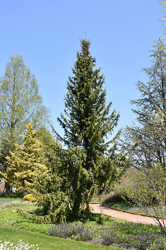 Serbian Spruce (Picea omorika) at Sargent's Gardens