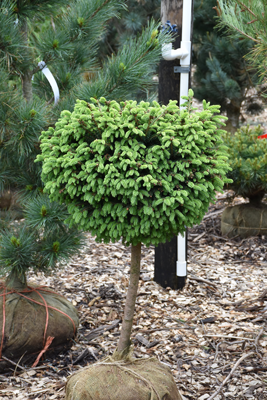 Little Gem Spruce (tree form) (Picea abies 'Little Gem (tree form)') at Sargent's Gardens