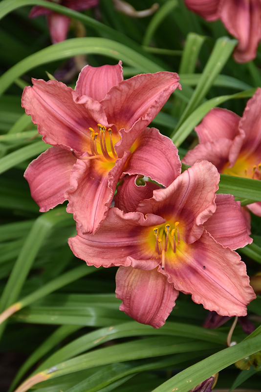 Happy Ever Appster Rosy Returns Daylily (Hemerocallis 'Rosy Returns') at Sargent's Gardens