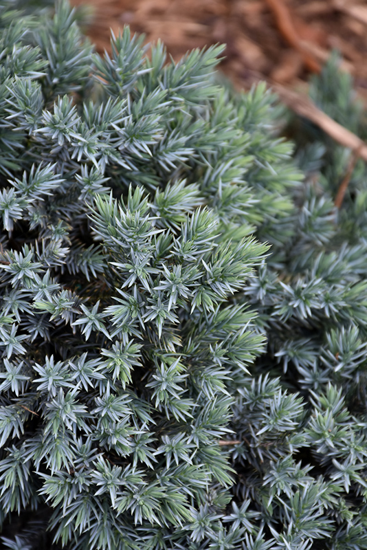 Blue Star Juniper (Juniperus squamata 'Blue Star') at Sargent's Gardens