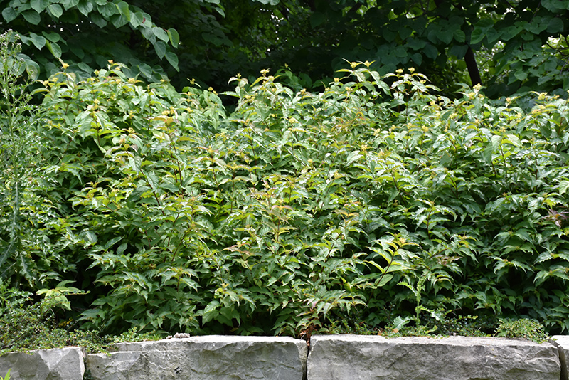 Bush Honeysuckle (Diervilla lonicera) at Sargent's Gardens