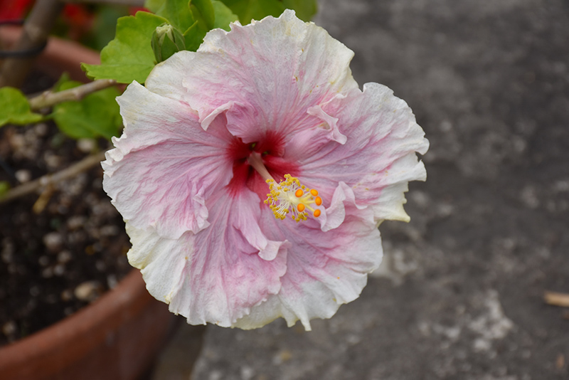 C'est Bon Cajun Hibiscus (Hibiscus rosa-sinensis 'C'est Bon') at Sargent's Gardens