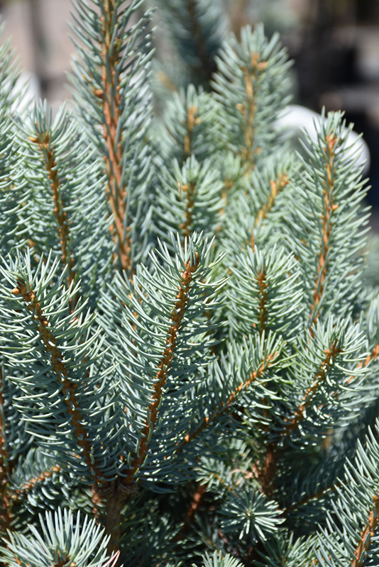 Blue Totem Spruce (Picea pungens 'Blue Totem') at Sargent's Gardens