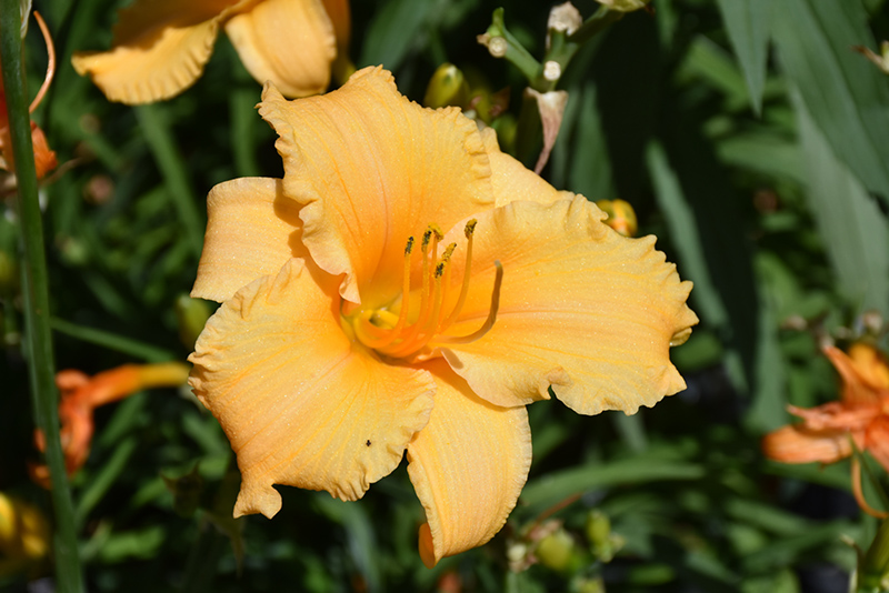 Happy Ever Appster Apricot Sparkles Daylily (Hemerocallis 'Apricot Sparkles') at Sargent's Gardens