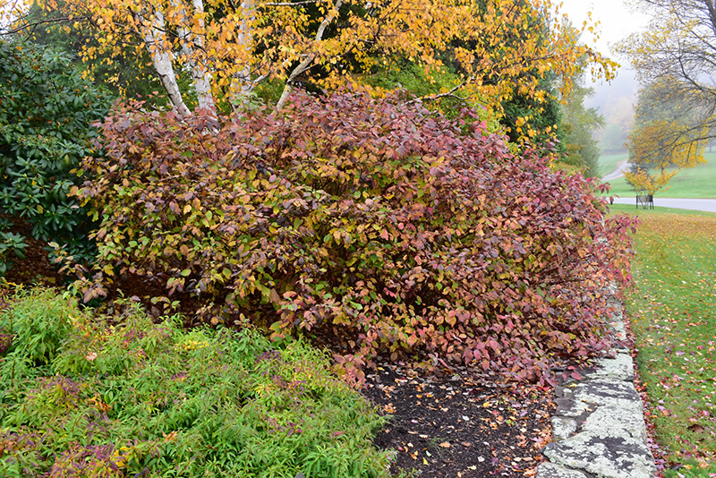 Bailey Red-Twig Dogwood (Cornus baileyi) at Sargent's Gardens