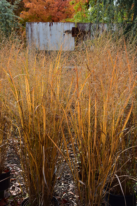 Northwind Switch Grass (Panicum virgatum 'Northwind') at Sargent's Gardens