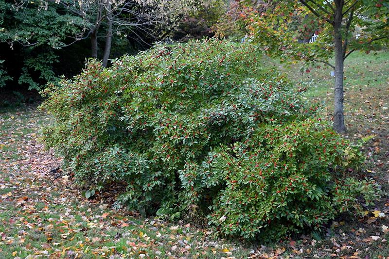 Red Sprite Winterberry (Ilex verticillata 'Red Sprite') at Sargent's Gardens