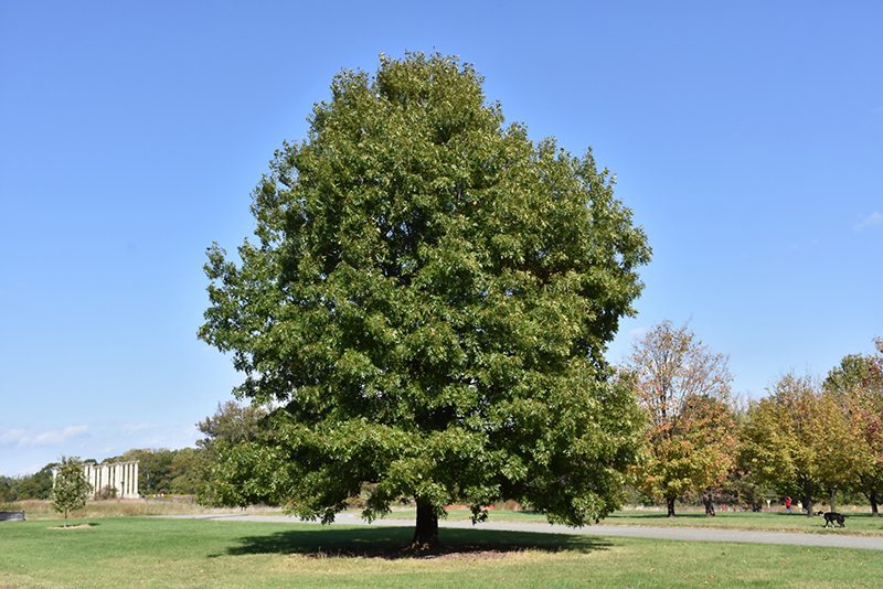 Scarlet Oak (Quercus coccinea) at Sargent's Gardens