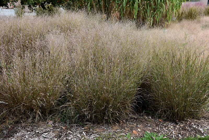 Shenandoah Reed Switch Grass (Panicum virgatum 'Shenandoah') at Sargent's Gardens