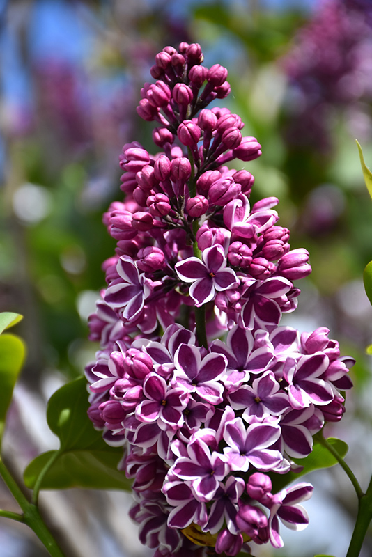 Sensation Lilac (Syringa vulgaris 'Sensation') at Sargent's Gardens