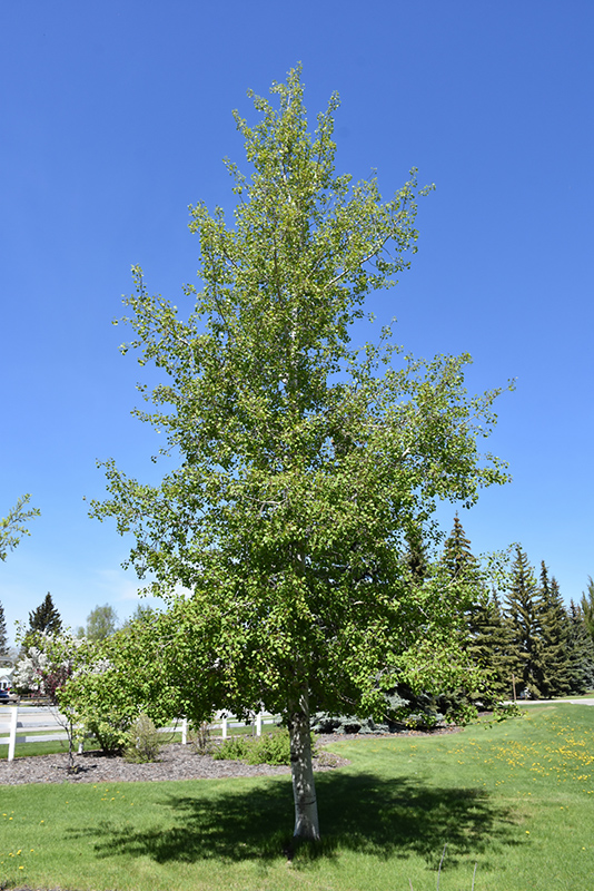 Trembling Aspen (Populus tremuloides) at Sargent's Gardens