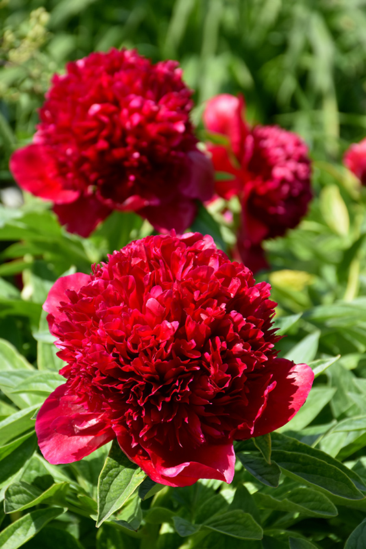Red Charm Peony (Paeonia 'Red Charm') at Sargent's Gardens