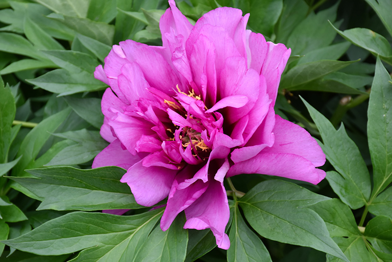 Morning Lilac Peony (Paeonia 'Morning Lilac') at Sargent's Gardens