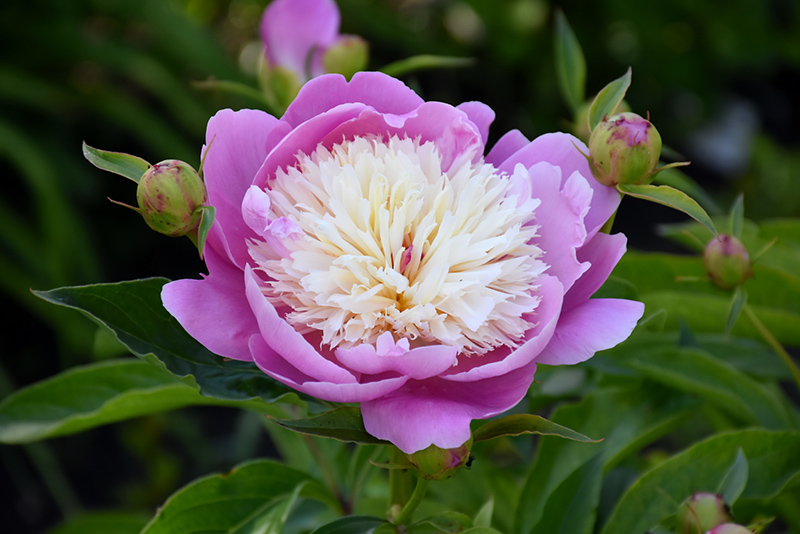 Bowl Of Beauty Peony (Paeonia 'Bowl Of Beauty') at Sargent's Gardens