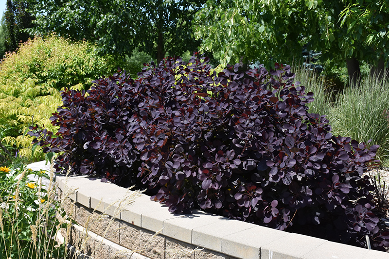 Royal Purple Smokebush (Cotinus coggygria 'Royal Purple') at Sargent's Gardens