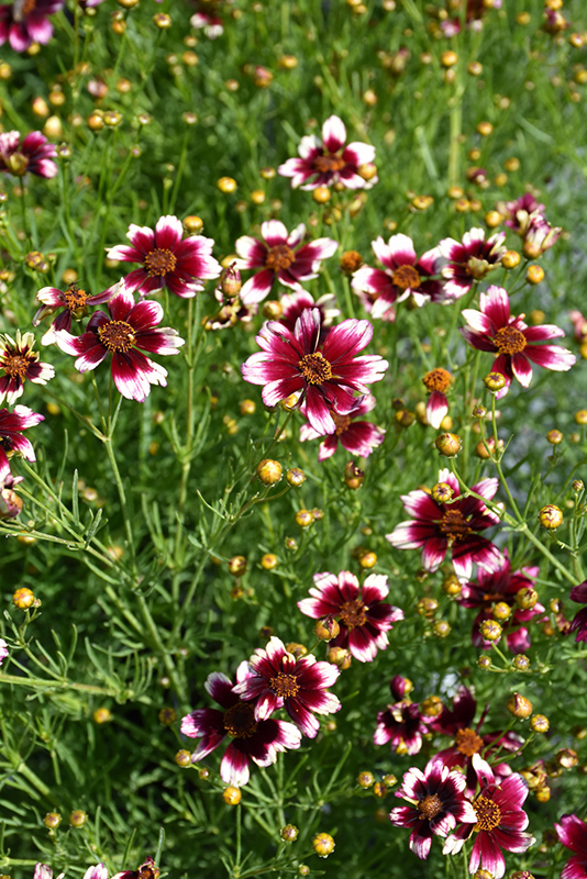 Satin & Lace Berry Chiffon Tickseed (Coreopsis 'Berry Chiffon') at Sargent's Gardens