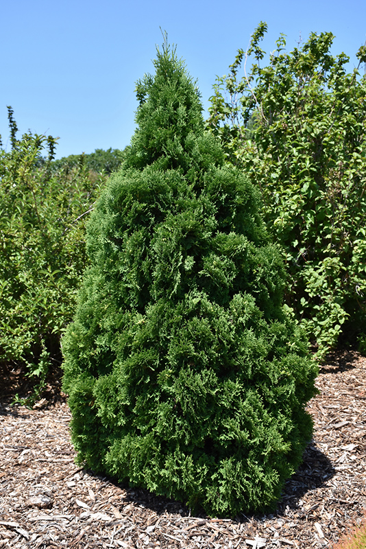 Holmstrup Arborvitae (Thuja occidentalis 'Holmstrup') at Sargent's Gardens