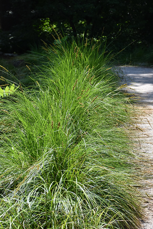 Autumn Moor Grass (Sesleria autumnalis) at Sargent's Gardens